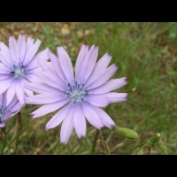 Chicoree sauvage (Cichorium intybus) (Aude) (3)